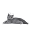 Royal Canin - British Shorthair Kitten - 2 kg, a fluffy gray British Shorthair kitten lying down, showcasing its unique features.
