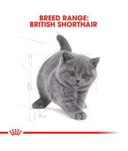 Illustration of a British Shorthair kitten, part of the Royal Canin - British Shorthair Kitten - 2 kg breed range.