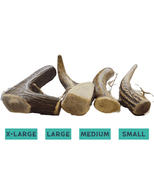 Bubimex - Natural Deer, Original Antler for Dogs – Split Chew, S - M - L - XL For All Breeds