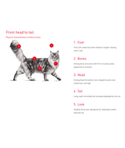 Maine Coon cat physical characteristics diagram, highlighting coat, bones, head, tail, and look features.