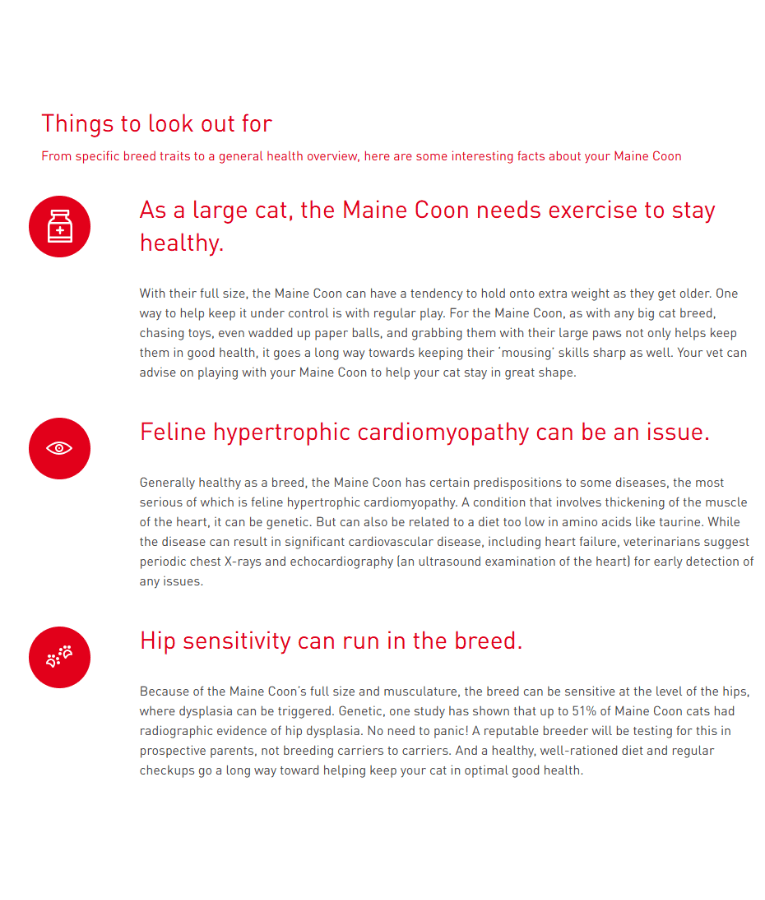 Things to look out for Maine Coon cats, health tips, and exercise needs.