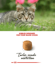 Royal Canin - Maine Coon Adult Dry Cat Food - 2kg, kibbles designed for Maine Coons and tailored nutrition.