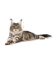Royal Canin - Maine Coon Adult Dry Cat Food - 2kg with a detailed illustration of a Maine Coon cat.