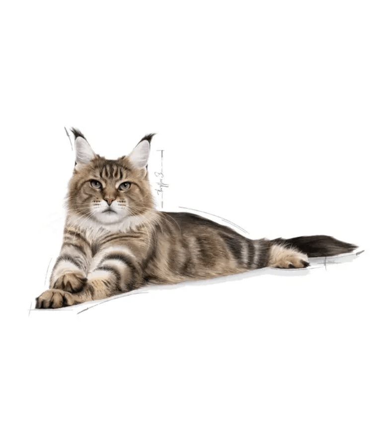 Royal Canin - Maine Coon Adult Dry Cat Food - 2kg with a detailed illustration of a Maine Coon cat.