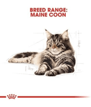 Royal Canin - Maine Coon Adult Dry Cat Food - 2kg illustrated Maine Coon cat with breed range description.