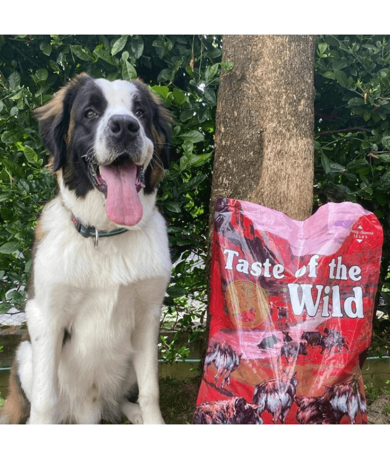 Taste of the Wild - Southwest Canyon - Wild Boar, Beef & Lamb - Grain Free Dry Dog Food - 12.2kg with dog in garden