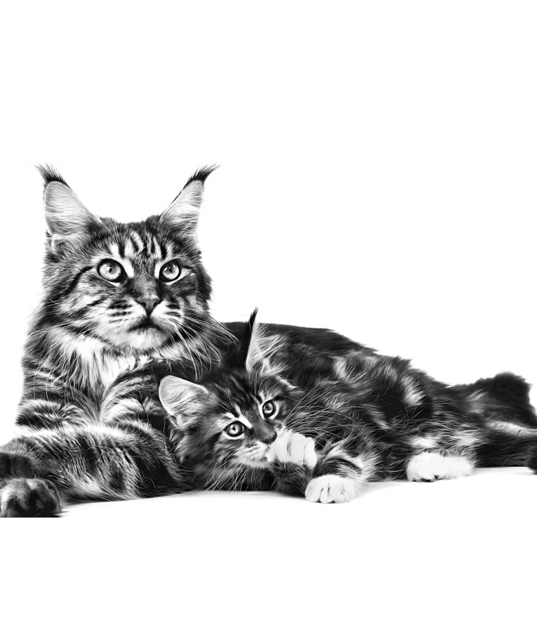 Royal Canin - Maine Coon Adult Dry Cat Food - 2kg - Maine Coon cats lying together.