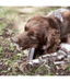 Dog enjoying Virbac - Veggiedent FRESH Dental Chews, Plant-Based Formula, Dental & Digestive Support S- M.