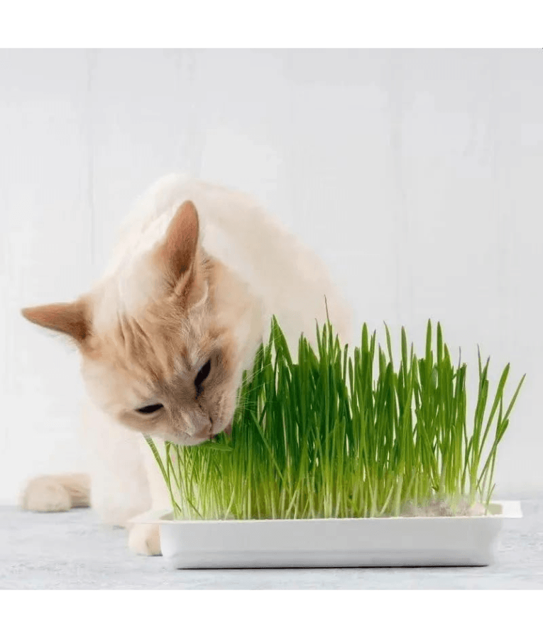 Webbox - Cat Grass - 120g