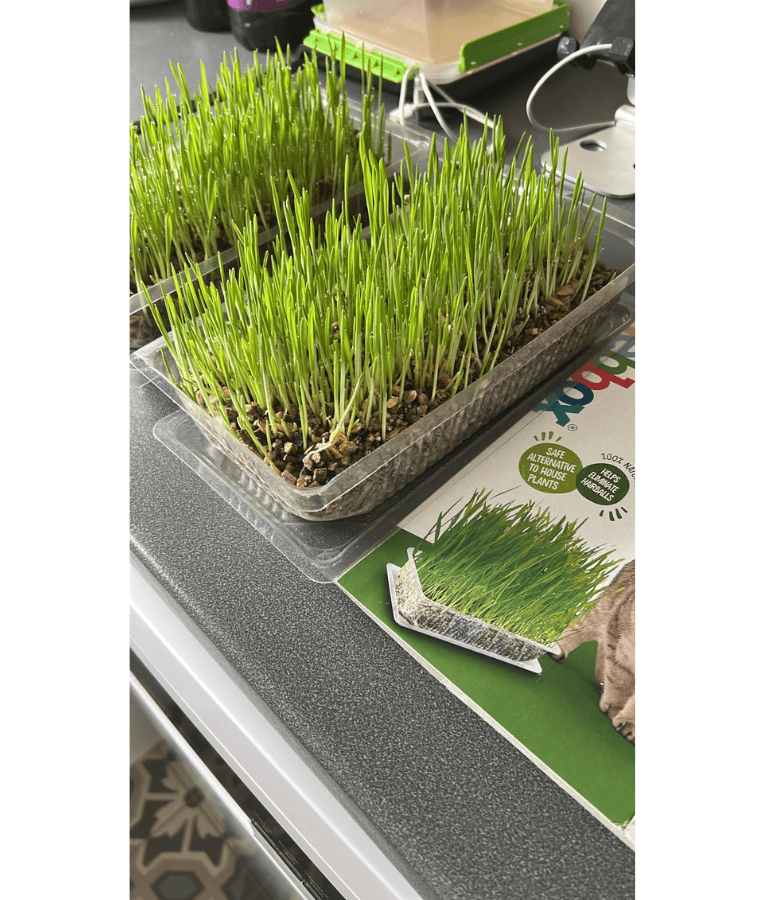 Webbox - Cat Grass - 120g