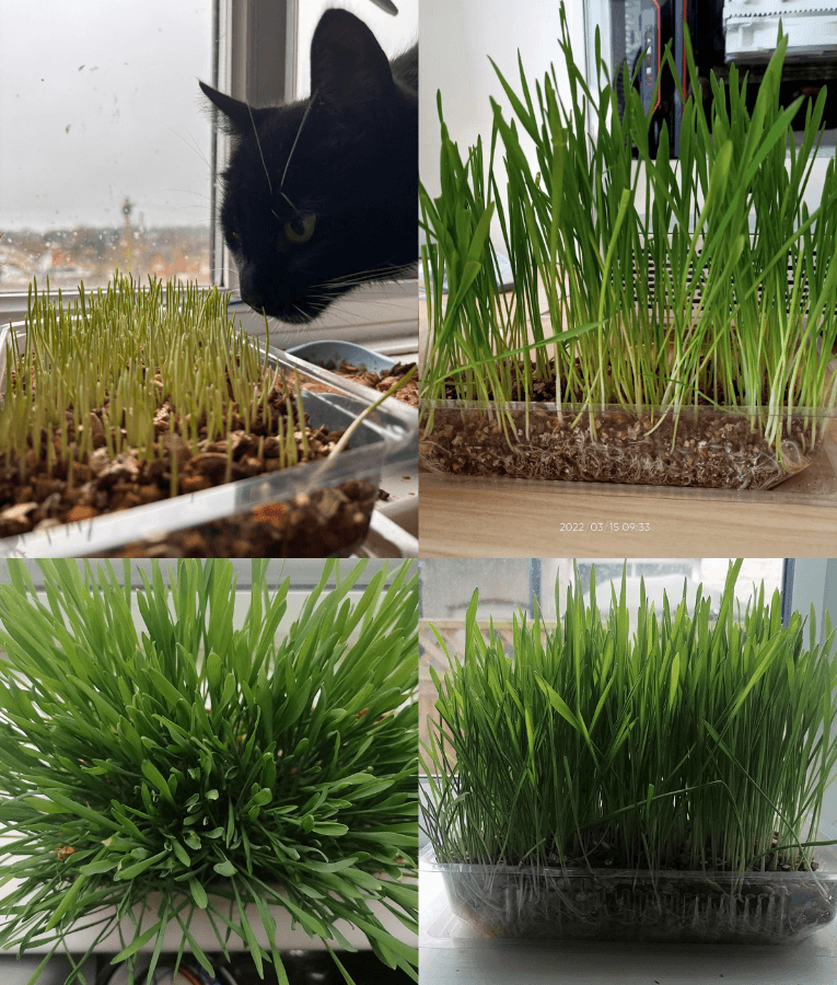 Webbox - Cat Grass - 120g