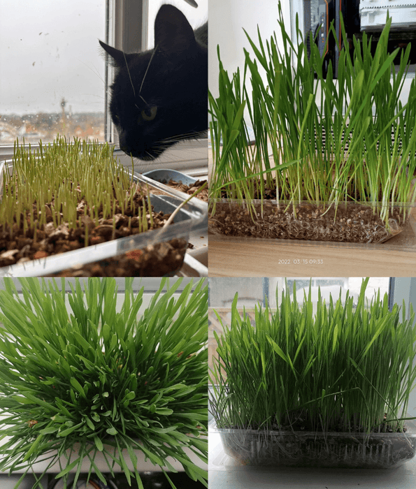 Webbox - Cat Grass - 120g