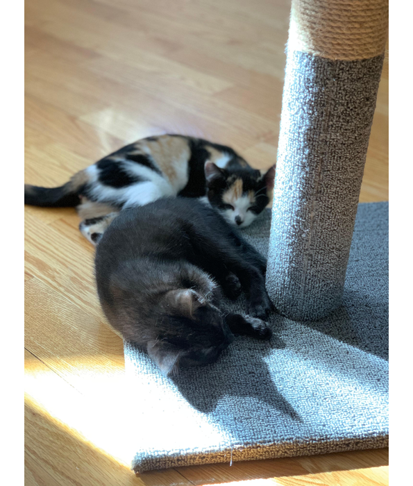 MPets - Cat Tree Culebra - L29xW29xH53cm