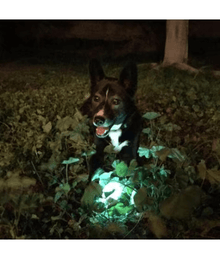 Chuckit! Chuckit! Max Glow Fetch Ball
