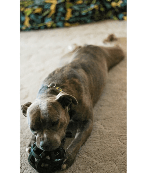 Chuckit! Chuckit! Erratic Ball Dog Toy