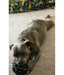 Chuckit! Chuckit! Erratic Ball Dog Toy