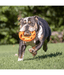 Chuckit! Chuckit! Air Fetch Wheel Dog Toy