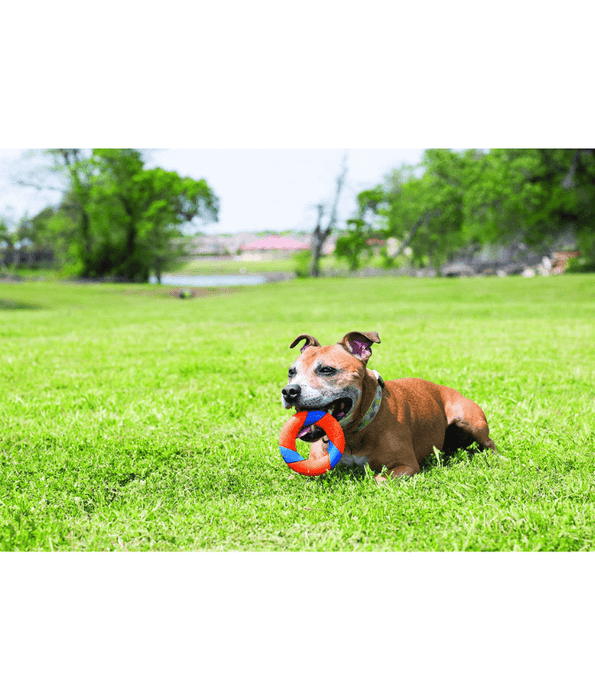 Chuckit! UltraRing Dog Fetch Toy Chuckit!