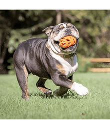 Chuckit! Chuckit! Air Fetch Football Dog Toy