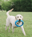 Chuckit! Chuckit! Rugged Fetch Wheel