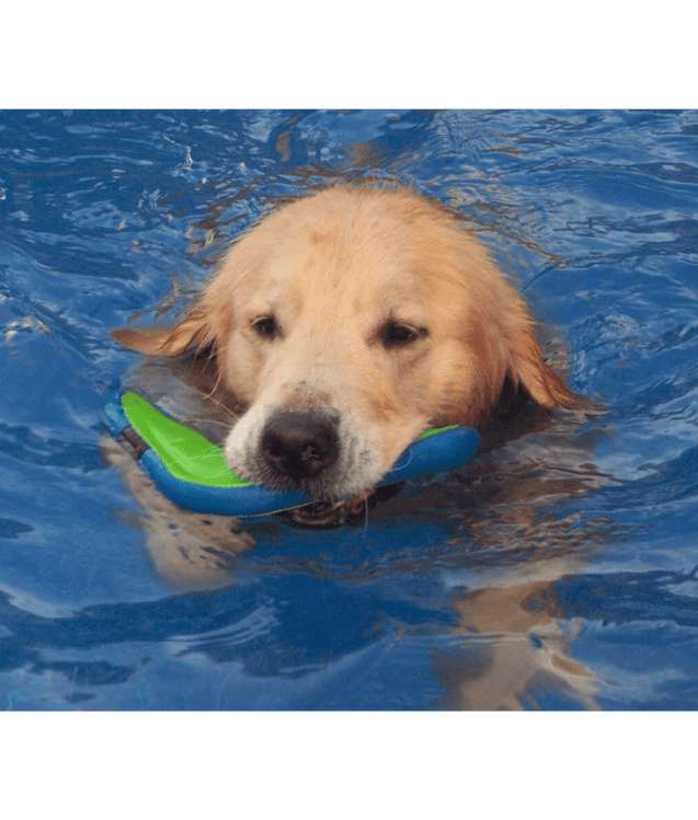 Chuckit! Amphibious Boomerang: Medium Dog Toy By Talis Us