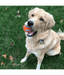 Chuckit! Chuckit! Tennis Ball