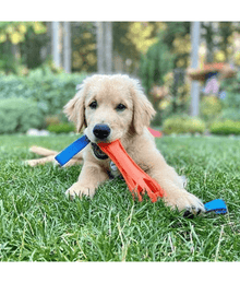 Chuckit! Chuckit! Air Bumper Dog Toy