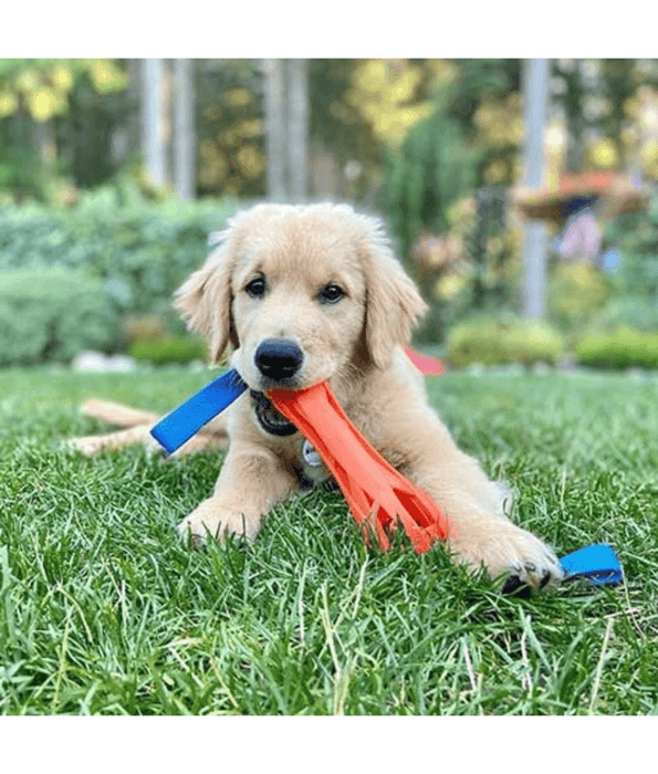 Chuckit! Chuckit! Air Bumper Dog Toy