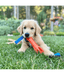 Chuckit! Chuckit! Air Bumper Dog Toy