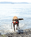 Chuckit! Chuckit! Amphibious Bumper Floating Dog Toy