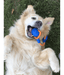 Chuckit! Chuckit! Crunch Duo Tug Dog Toy
