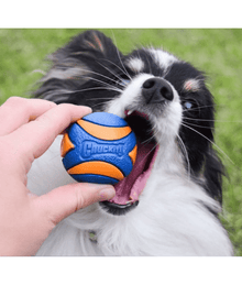 Chuckit! Chuckit! Ultra Squeaker Ball Pack Of 1