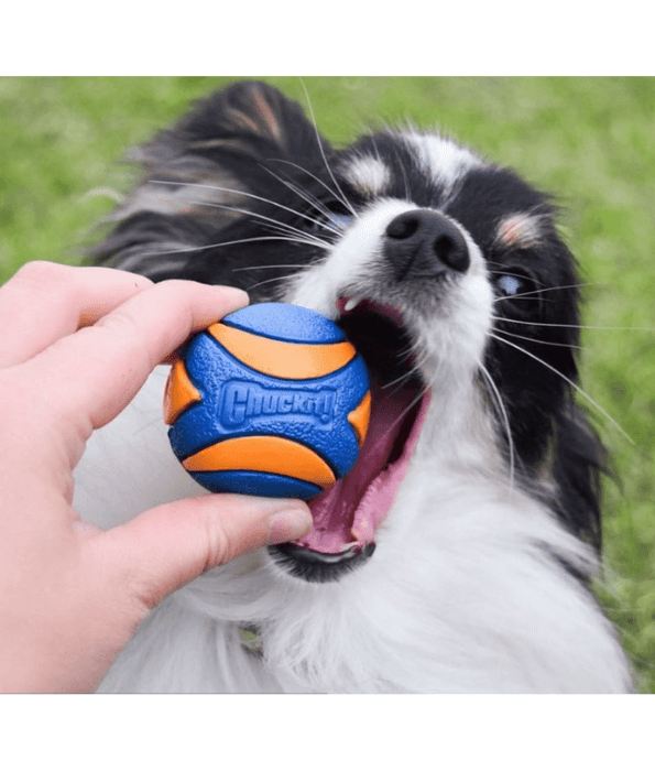 Chuckit! Chuckit! Ultra Squeaker Ball Pack Of 1