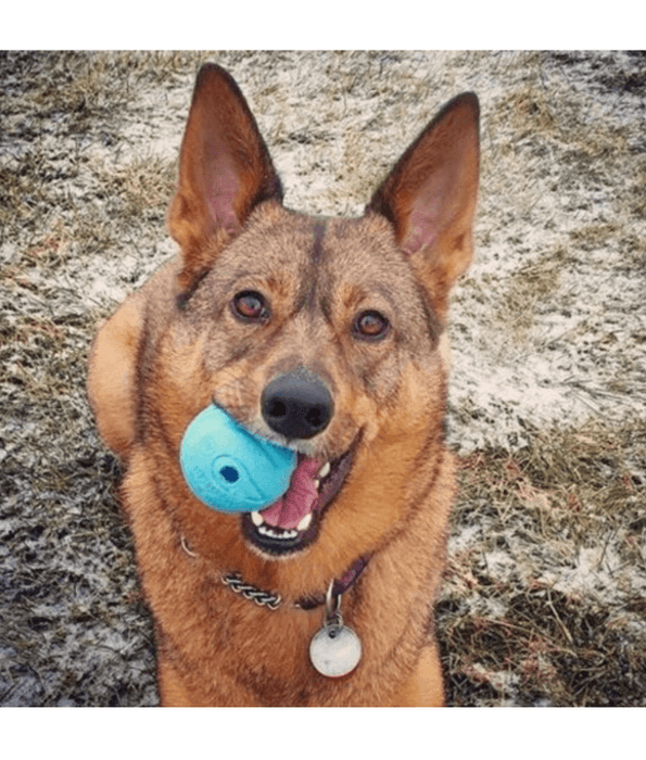 Chuckit! Chuckit! The Whistler Dog Toy