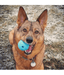 Chuckit! Chuckit! The Whistler Dog Toy