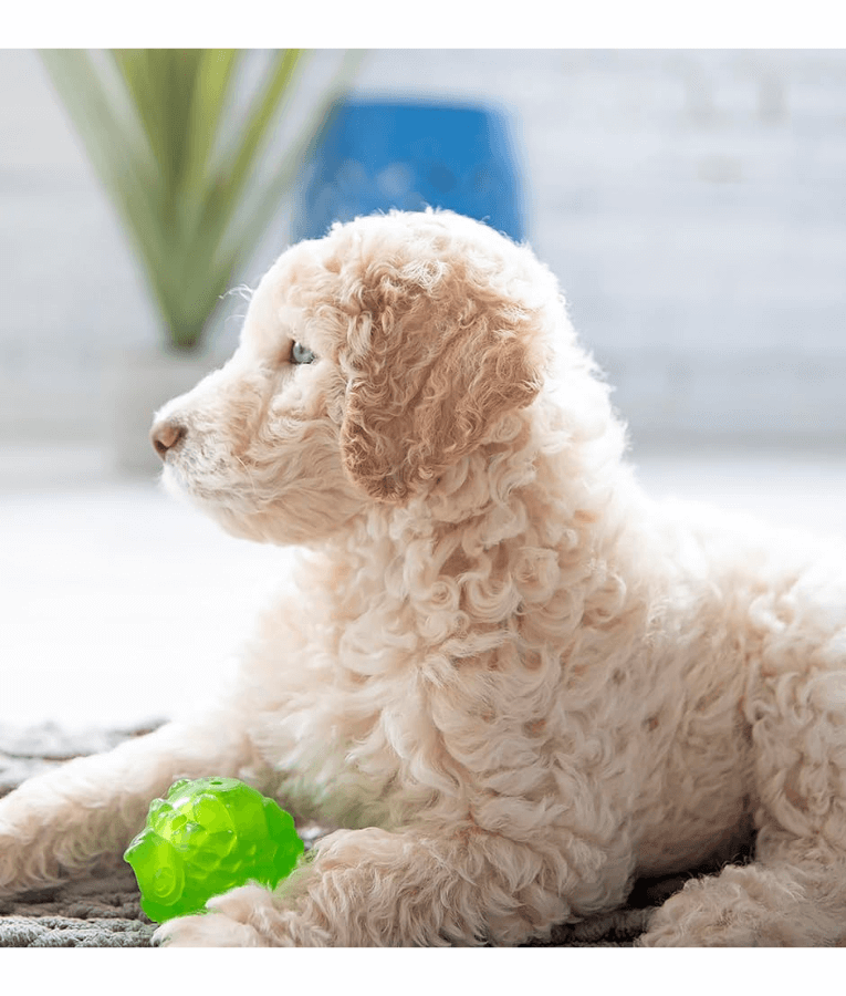 JW Hedgehog Squeaky Ball Dog Toy — Petriotics