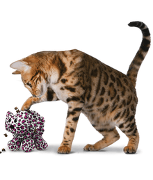 Kong Kong - Cat Puzzlements Forage Kitty
