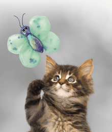 Kong Kong - BetterBuzz Butterfly