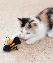 Kong Kong - Better Buzz Bee