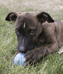 Kong Kong - Puppy Ball With Hole Blue Medium/Large
