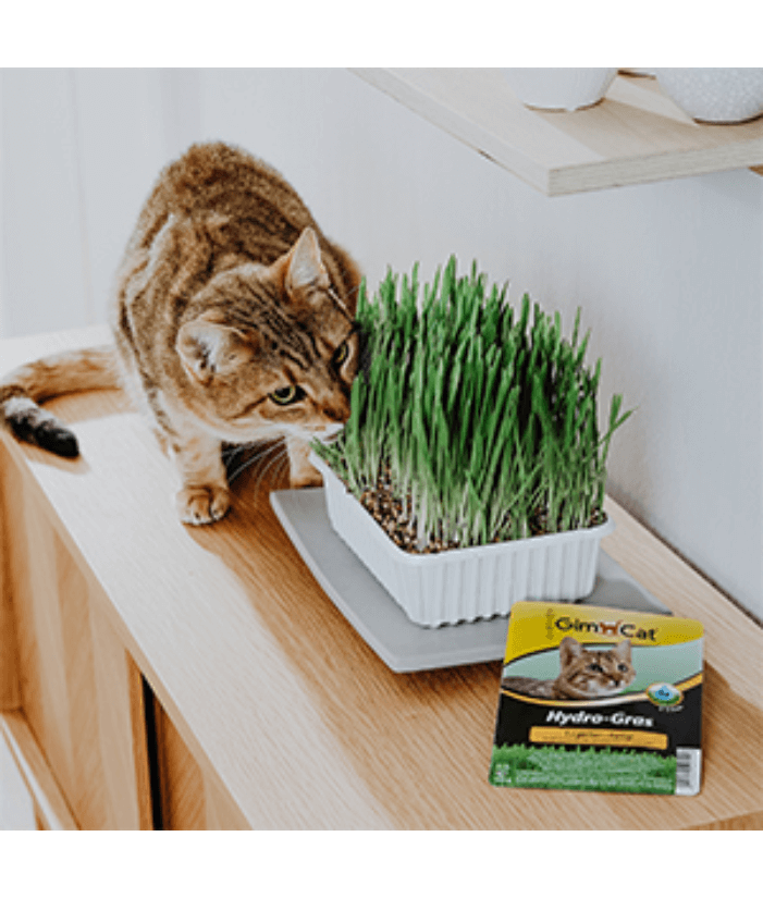 GimCat Hydro Gras - 150g
