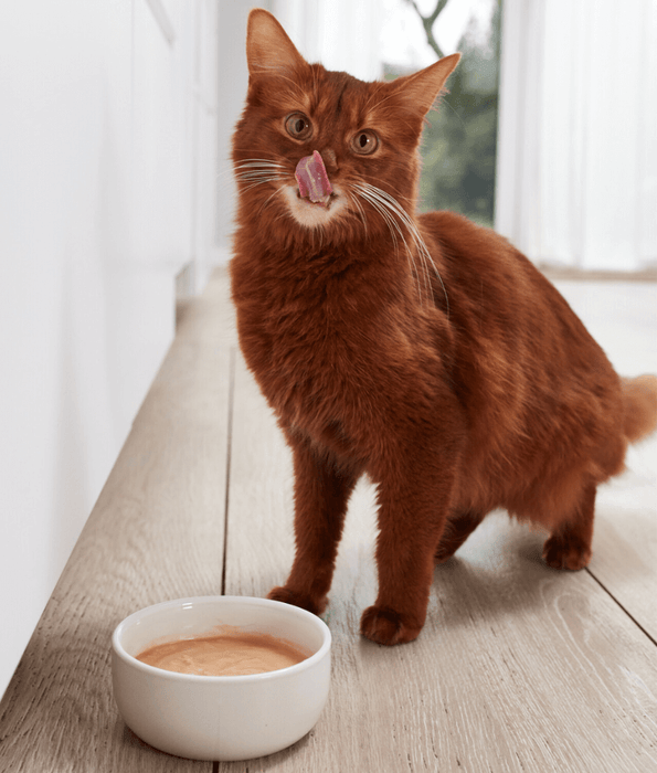 Buy GimCat Pudding 150g Petriotics Lebanese Online Shop