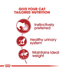 Royal Canin Royal Canin Wet Cat Food Instinctive Jelly 85g