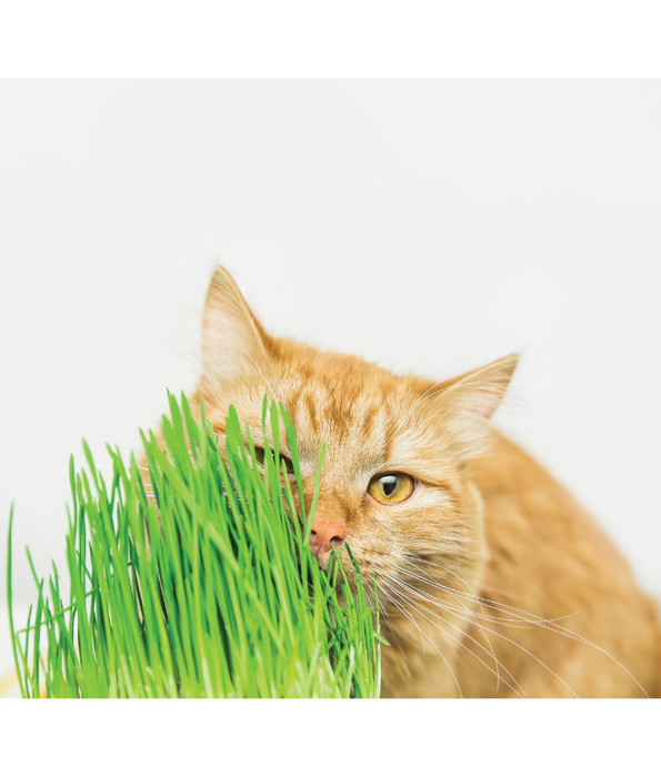 M-Pets - Grow Cat Grass, Indoor Grass Kit, Digestive Support, Hairball Control, Vitamin Rich - 70 g