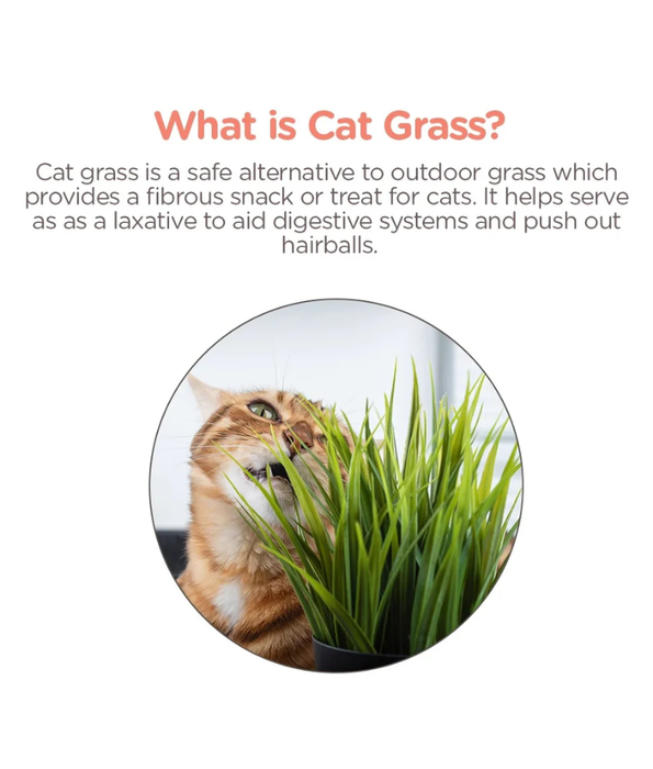 M-Pets - Grow Cat Grass, Indoor Grass Kit, Digestive Support, Hairball Control, Vitamin Rich - 70 g