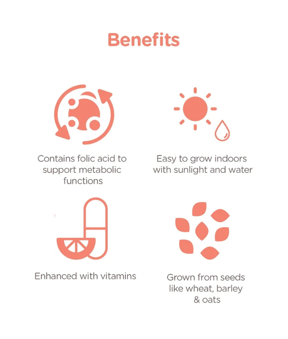 M-Pets - Grow Cat Grass, Indoor Grass Kit, Digestive Support, Hairball Control, Vitamin Rich - 70 g