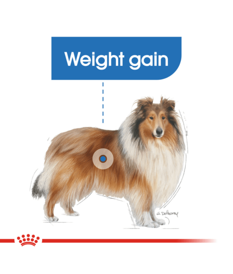 Royal Canin - Light Weight Care Maxi Dry Dog Food - Weight Management, Joint Support - 3 kg - Dog illustration showing weight gain.