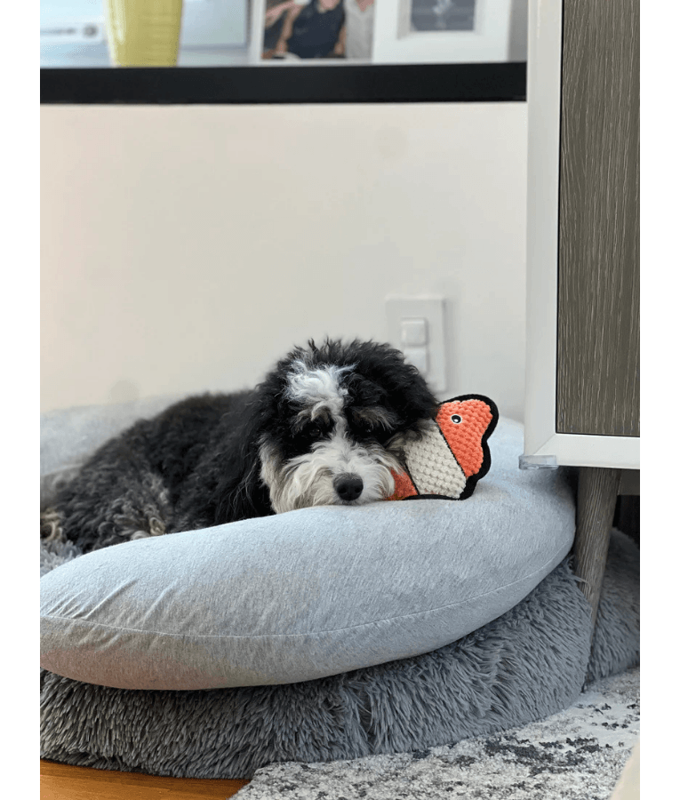 Spunky Pup - Clownfish Clean Earth Plush Textured, Recycled Materials - Sustainable Floating Squeaky Dog Toy