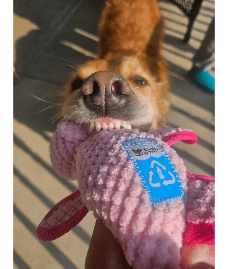 Spunky Pup - Chameleon Clean Earth Plush Textured, Recycled Materials - Sustainable Floating Squeaky Dog Toy