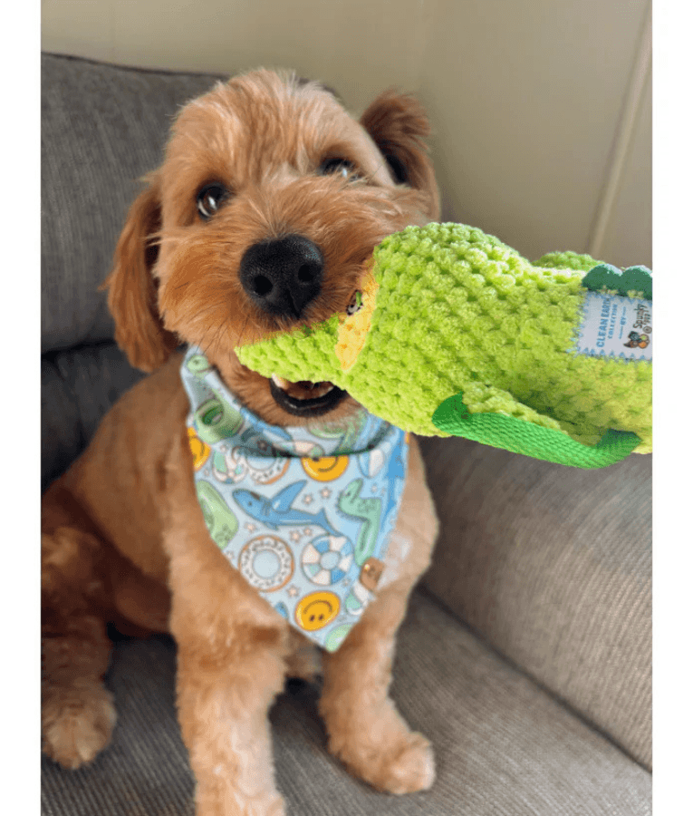 Spunky Pup - Gator Clean Earth Plush Textured, Recycled Materials - Sustainable Floating Squeaky Dog Toy